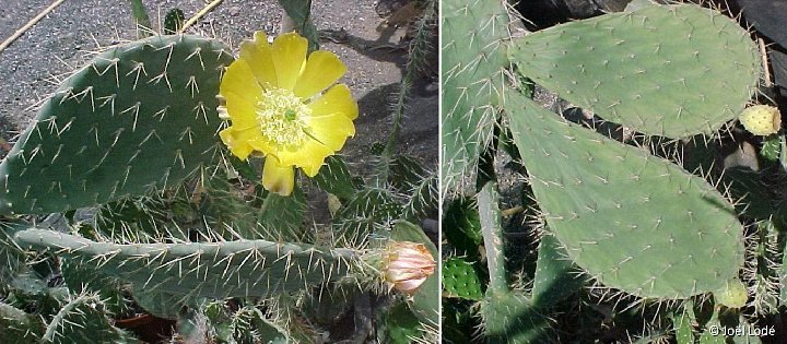 Opuntia macdougaliana, Tehuacan, Pue, Mexico JLcoll.3588 ex ML